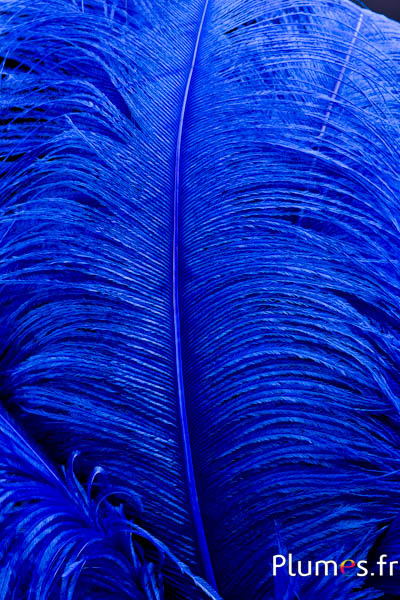 Autruche premium - 50-60 cm - bleu